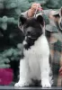 Photo №3. American Akita puppies. RKF. Russian Federation