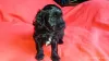 Additional photos: Tibetan Terrier puppies