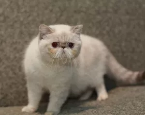 Photo №3. Exotic Shorthair. Ukraine