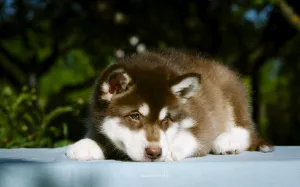 Additional photos: Colored puppies of Alaskan Malamute