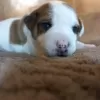 Additional photos: Jack Russell Terrier puppies