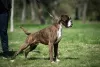 Additional photos: German boxer, top dogs