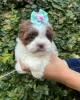 Photo №4. I will sell shih tzu in the city of Warsaw.  - price - negotiated