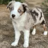 Photo №1. australian shepherd - for sale in the city of Братислава | Is free | Announcement № 120824