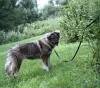 Additional photos: Security guard Alpha Caucasian Shepherd mix. Looking for a home!