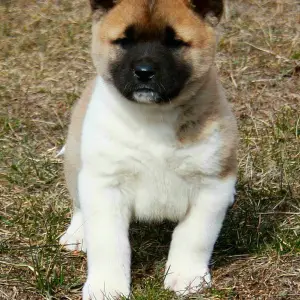 Photo №1. shiba inu - for sale in the city of Volgodonsk | 483$ | Announcement № 1403