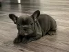 Photo №1. french bulldog - for sale in the city of Andros | 300$ | Announcement № 43392