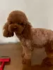 Photo №4. I will sell poodle (toy) in the city of Werbass.  - price - negotiated