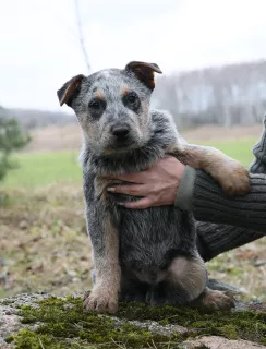 Additional photos: Australian Healer Puppies