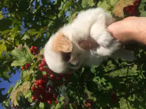 Additional photos: Kids japanese chin