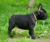 Photo №3. french bulldog. Germany