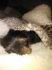 Additional photos: Yorkshire Terrier puppies