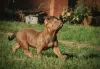 Photo №3. American bully puppies. Russian Federation