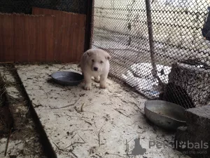 Additional photos: Short-haired Caucasian wolfhound