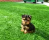 Photo №3. Stunning Miniature Yorkshire Terrier. Netherlands