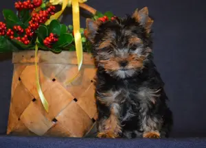 Photo №4. I will sell yorkshire terrier in the city of Miass. from nursery - price - 201$