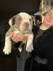 Photo №3. English bulldog x olde Tyme bulldog. United States