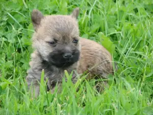 Photo №1. cairn terrier - for sale in the city of Saint-Denis-d'Orques | 1081$ | Announcement № 876