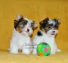 Photo №1. beaver yorkshire terrier - for sale in the city of Владикавказ | Is free | Announcement № 48774