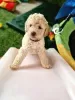 Additional photos: Australian Labradoodle