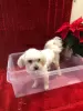 Additional photos: White Maltipoo Puppies