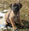 Photo №4. I will sell bullmastiff in the city of Wisconsin Dells. private announcement, breeder - price - negotiated