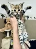 Photo №1. savannah cat - for sale in the city of Denver | negotiated | Announcement № 19287