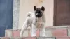 Additional photos: American Akita puppies for sale