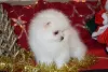 Photo №1. pomeranian - for sale in the city of Winchester | Is free | Announcement № 79572