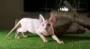 Photo №2 to announcement № 11057 for the sale of sphynx-katze - buy in Ukraine from nursery, breeder