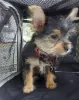 Additional photos: 2 Stunning Yorkshire Terrier Pups Left (10 weeks Old)