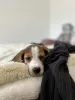 Photo №1. beagle - for sale in the city of Tegernsee | Is free | Announcement № 130203