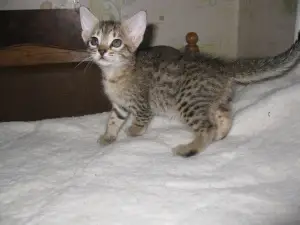 Photo №1. ocicat - for sale in the city of Pruzhany | 250$ | Announcement № 599