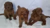 Photo №2 to announcement № 40031 for the sale of poodle (dwarf) - buy in Moldova private announcement