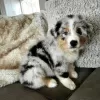 Photo №1. australian shepherd - for sale in the city of Дортмунд | 370$ | Announcement № 74423