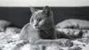 Photo №1. russian blue - for sale in the city of Birmingham | 1796$ | Announcement № 125936