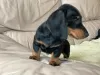 Photo №1. dachshund - for sale in the city of Fabijoniškės | 359$ | Announcement № 37099