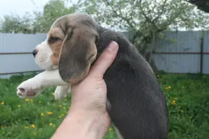 Additional photos: Beagle puppies from the champion, installments, delivery, kennel "Dogstyle