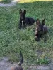 Additional photos: Dutch Shepherd puppies