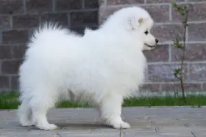 Photo №3. Japanese Spitz The boys.. Russian Federation