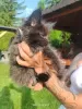 Additional photos: Maine coon kitten