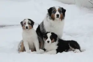 Additional photos: For sale Australian shepherd puppy (aussi)