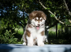 Additional photos: Colored puppies of Alaskan Malamute