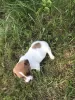 Photo №3. Jack Russell Terrier puppies for sale. Belarus