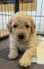 Additional photos: AJ Adorable Mini Goldendoodle pups