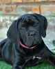 Photo №1. cane corso - for sale in the city of Москва | 1$ | Announcement № 62402