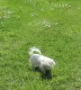 Photo №2 to announcement № 36093 for the sale of maltese dog - buy in Lithuania private announcement