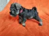 Photo №3. Miniature Schnauzer puppies. Serbia