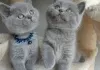 Photo №1. british shorthair - for sale in the city of Tournai | Is free | Announcement № 128752