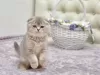 Photo №1. scottish fold - for sale in the city of Антверпен | Is free | Announcement № 128943